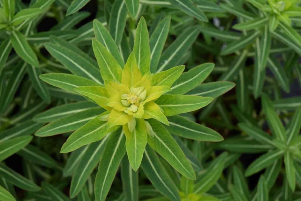 Euphorbia shillingii ---
